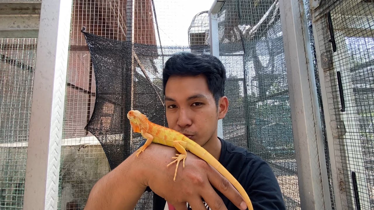 KONDISI BELASAN EKOR IGUANA RED ALBINO SETELAH SEMINGGU DI KANDANG OUTDOOR!