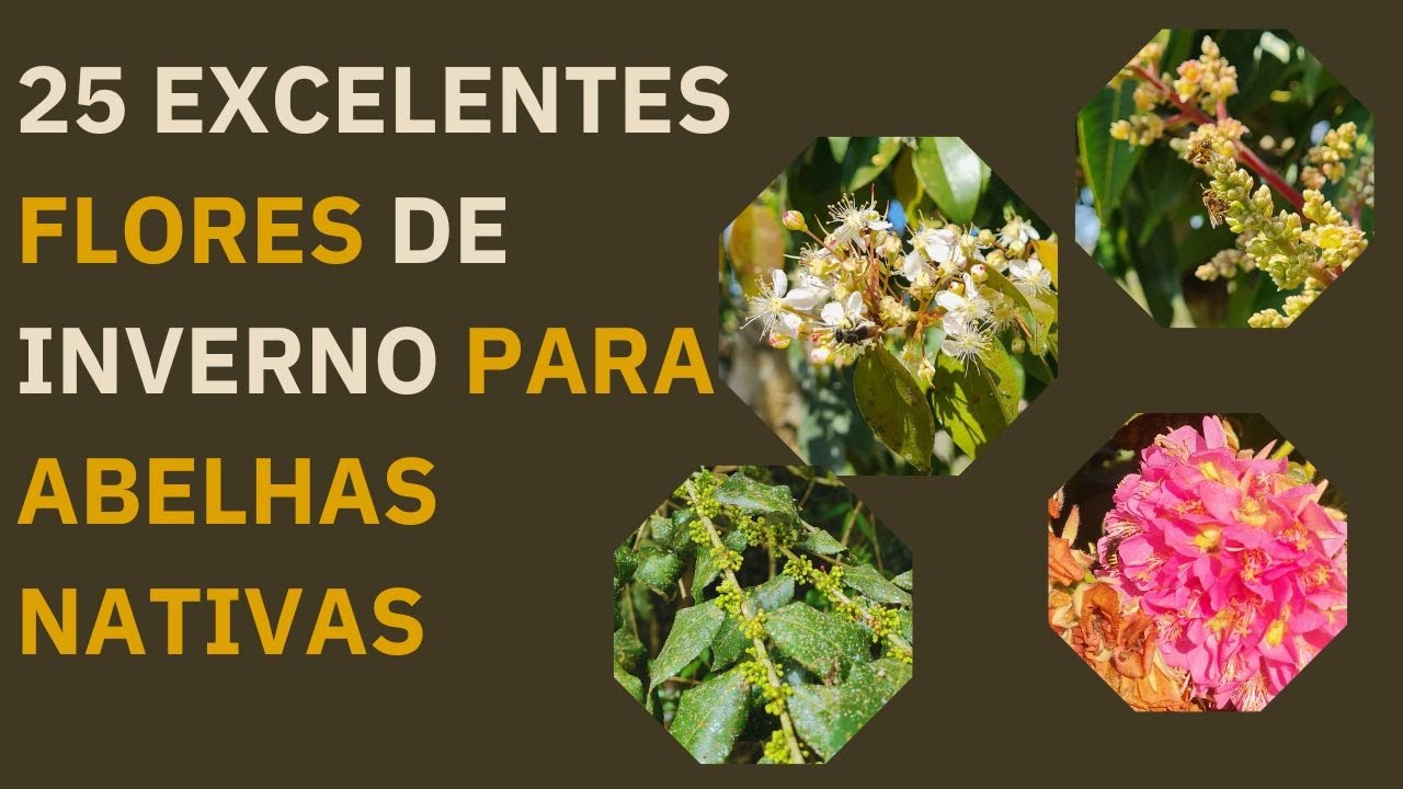 25 FLORES DE INVERNO PARA ABELHAS NATIVAS