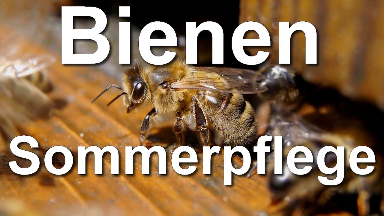 Bienenpflege Schwarmpflege II: Bienen-Schwarm füttern und erweitern, was ist zu tun? Trogbeute