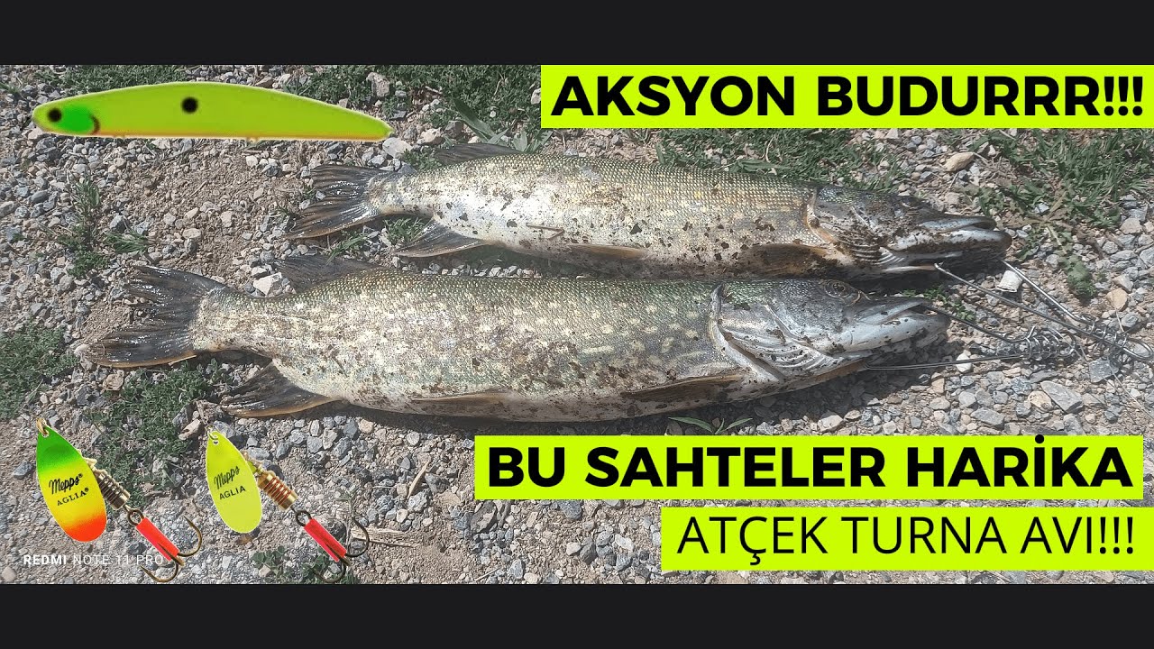 TURNA BU RAPALAYA DAYANAMAZ! AT ÇEK TURNA AVI!