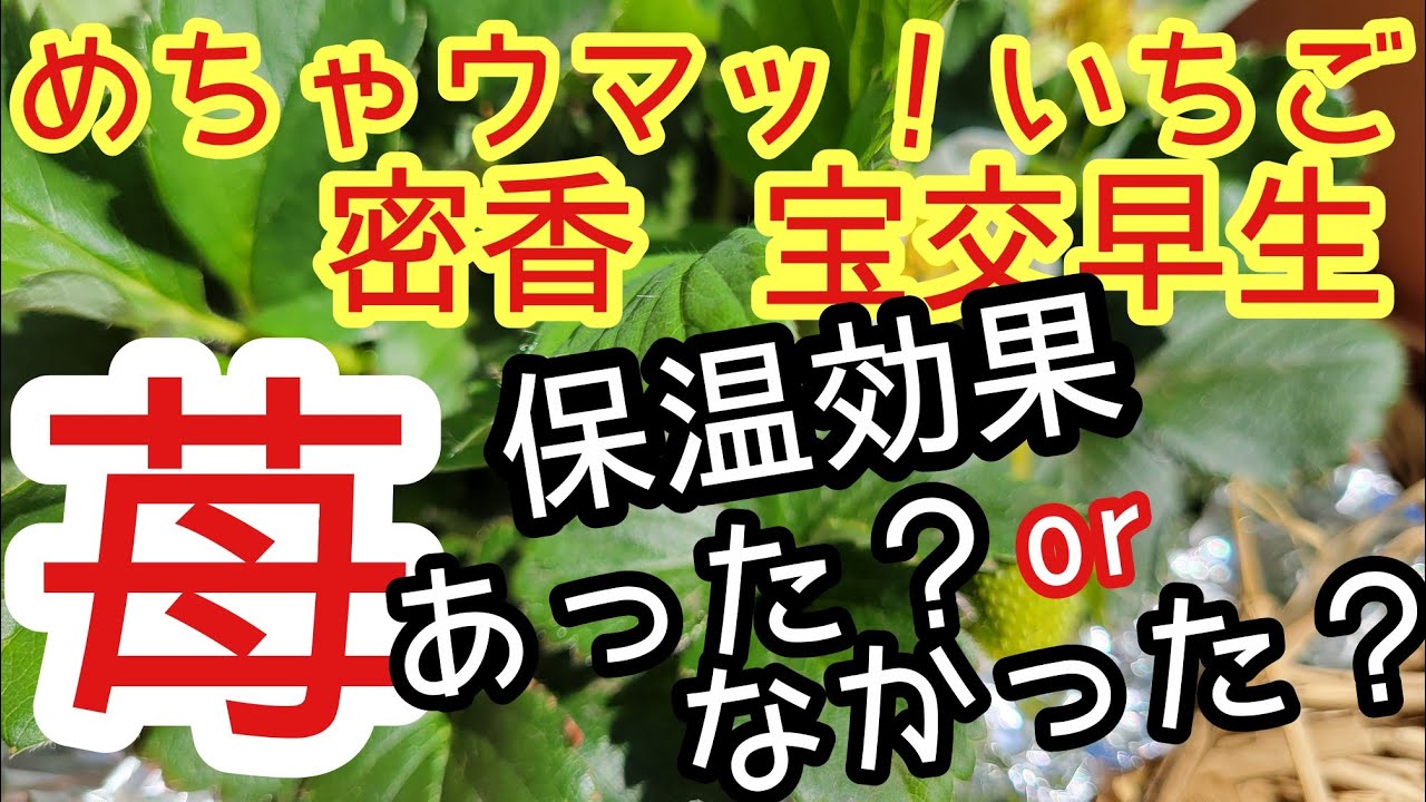 《プランターいちご》宝交早生の保温から1ヵ月。果たして…/蜜香/めちゃウマッ！いちご