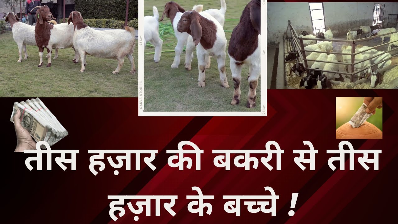 Boer goat farming || goat farming in India || contract farming in India