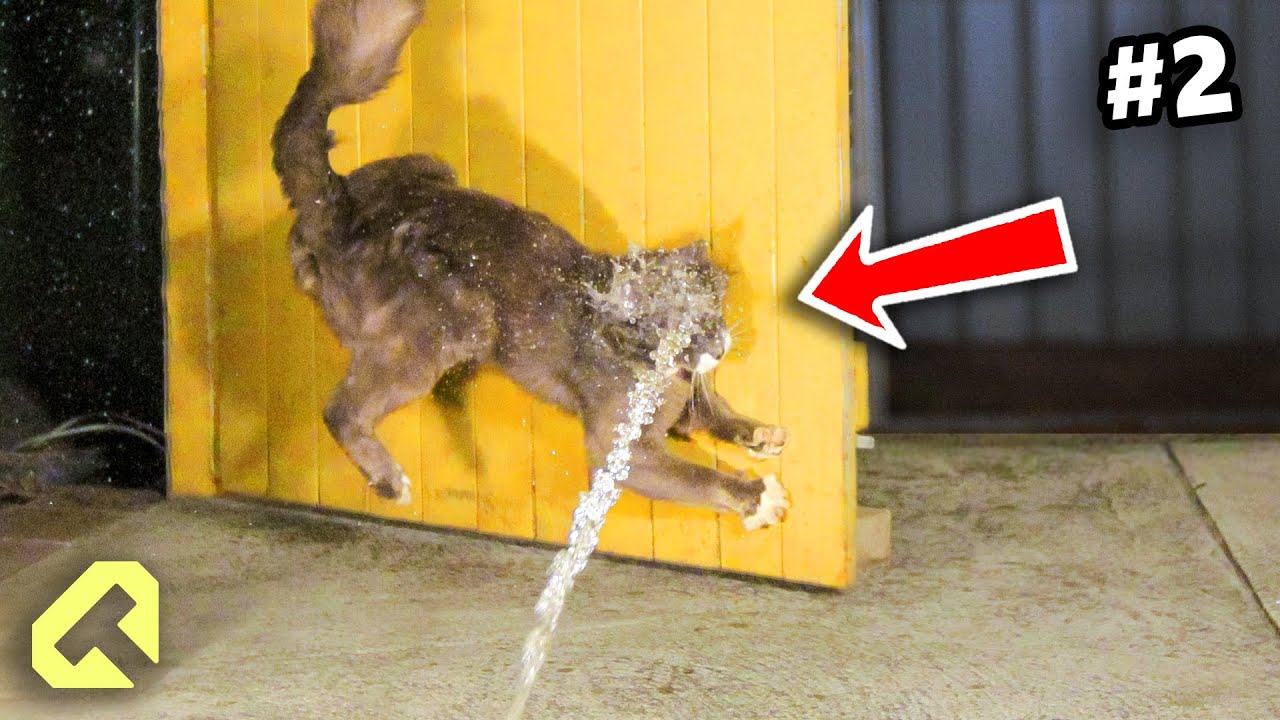 Defending a Wild Bird Nest from the Neighbor's Cats- Part 2