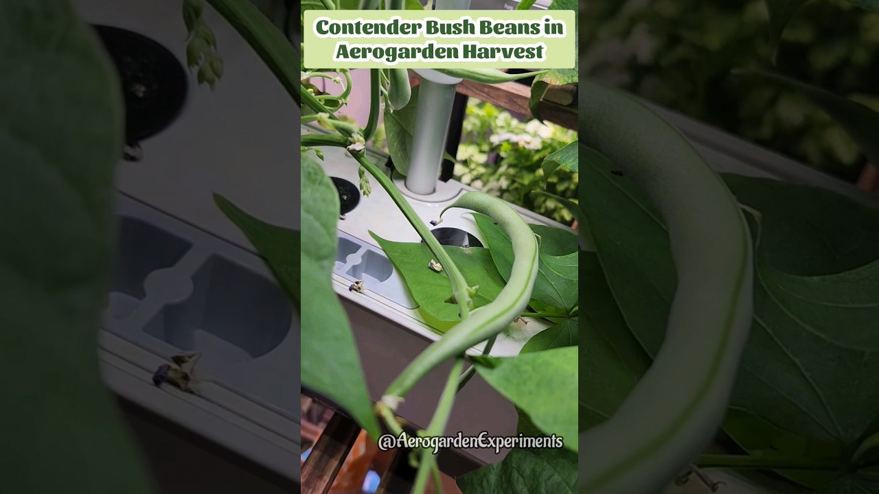 Contender Bush Beans in Aerogarden Harvest #hydroponics #gardening #indoorgarden #indoorplants