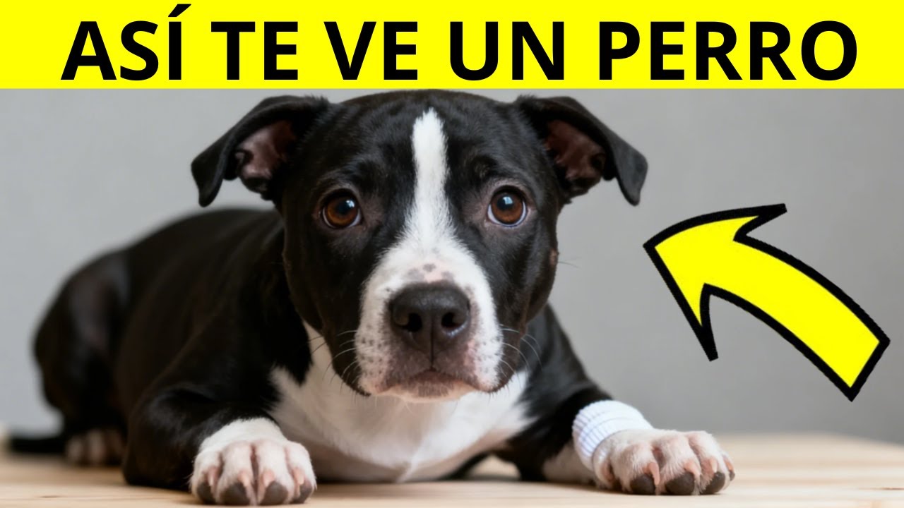 Tu perro NO PIENSA que eres humano — ¡la verdad es impactante!
