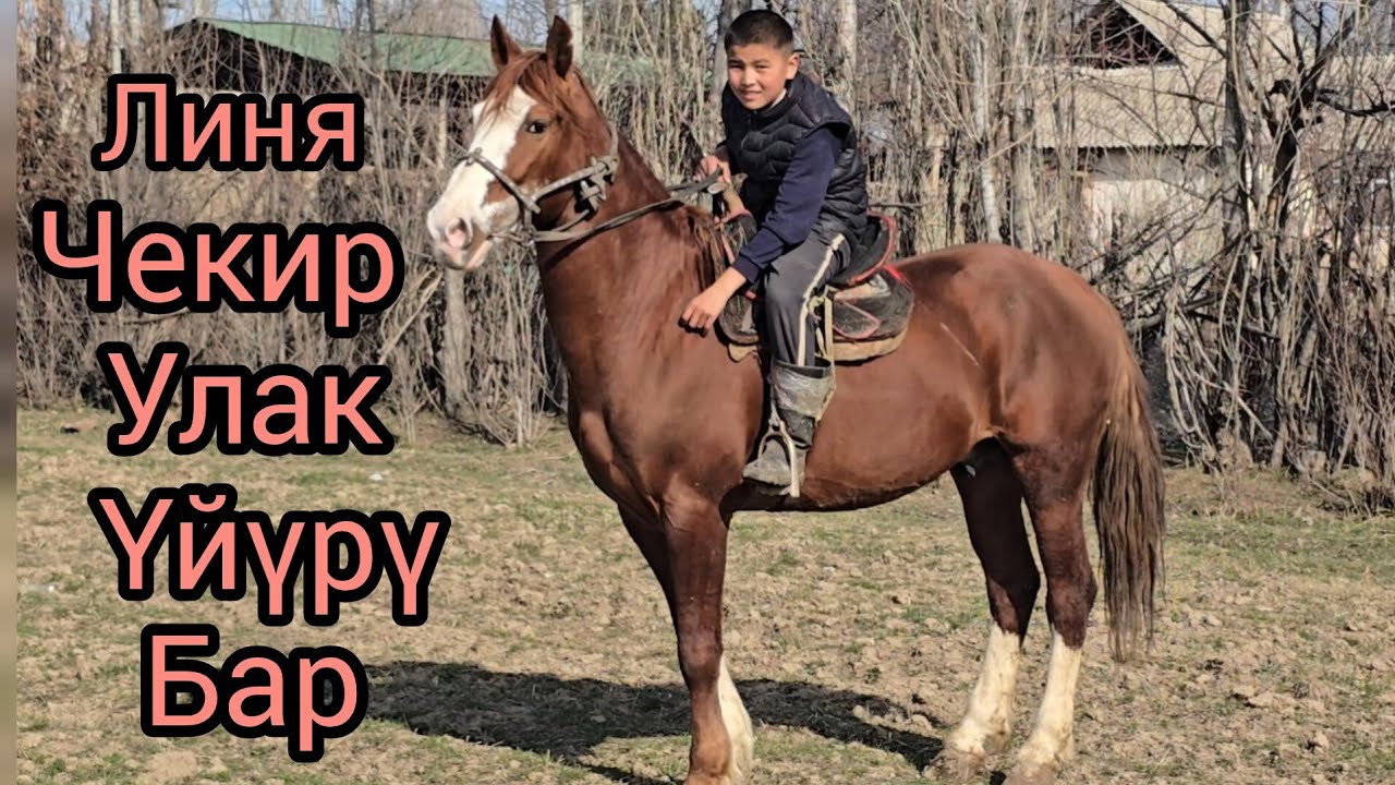 Бүгүн 20 февраль 2026 Улак үйүрү жоп линя чекир #жылкыбазар #horse #атбазар #rek #алабама #продажало