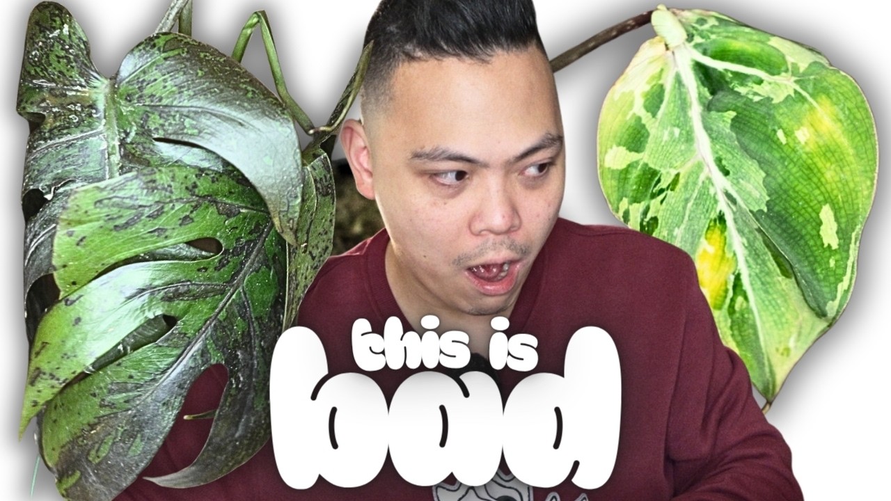 the worst plant unboxing i've ever done 😮 thrips, broken plants, are they 🥀 | lots of monstera