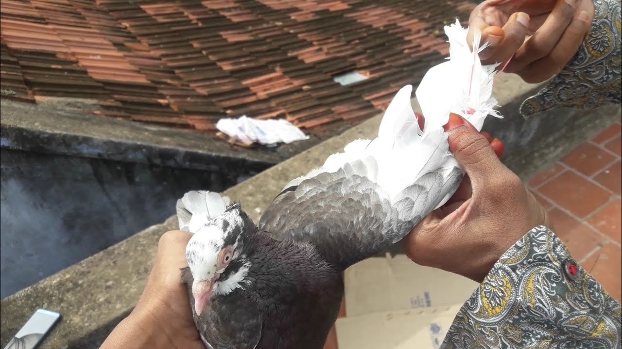 Tape releasing my new  pigeons|Kunji Pura