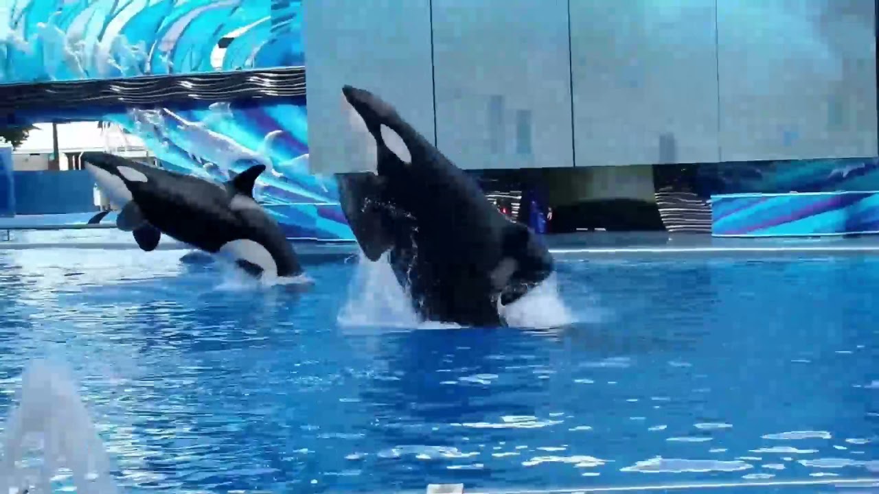 SeaWorld Orlando - Tilikum - 2015/2016