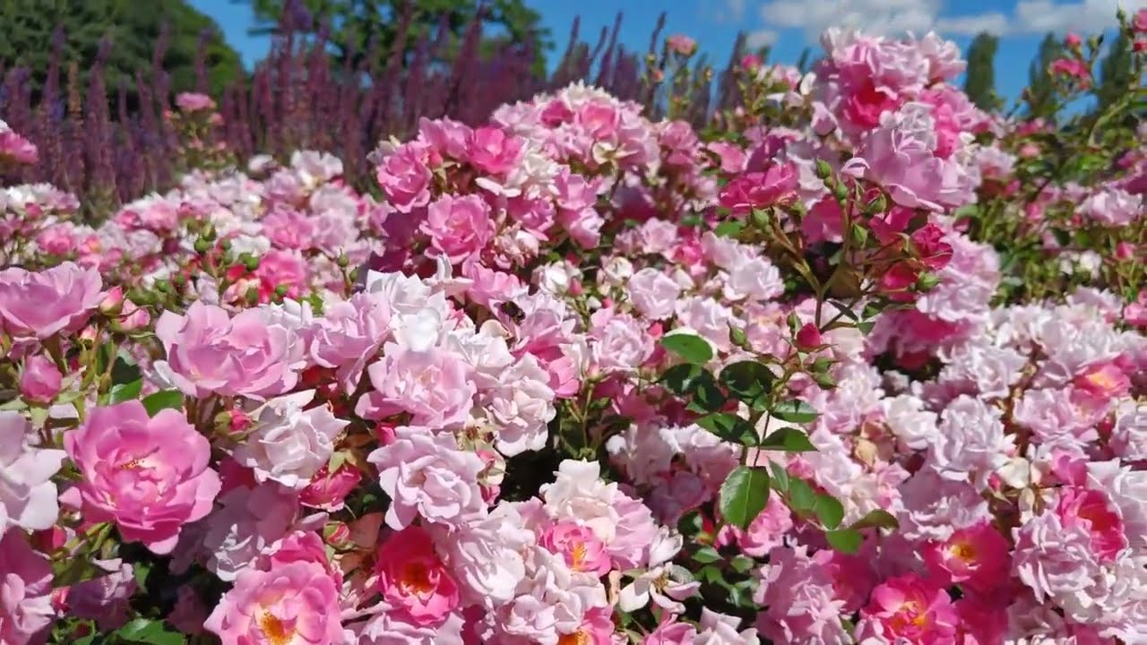 Rose Garden | 12,000 Roses | Rosenhaven | Europe's largest rose gardens | Valbyparken