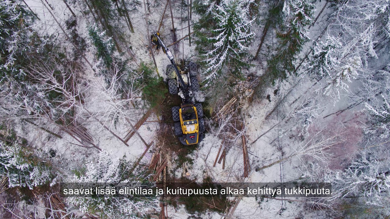 Harvennus tuo puille lisää kasvutilaa