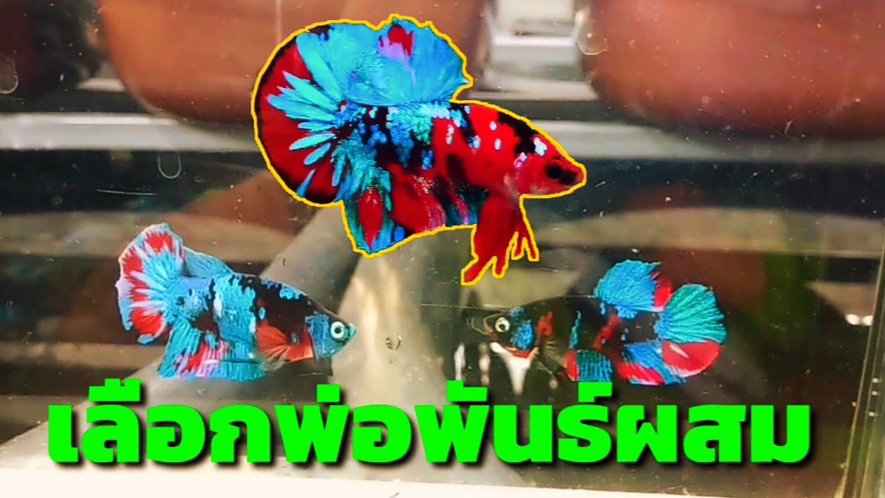 EP.16 เลือกพ่อพันธ์ปลากัดผสมหน้าหนาว