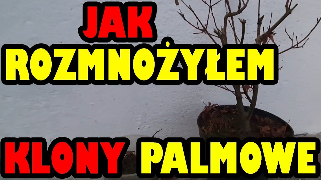 Klony palmowe rozmnażanie ukorzenianie gałązek