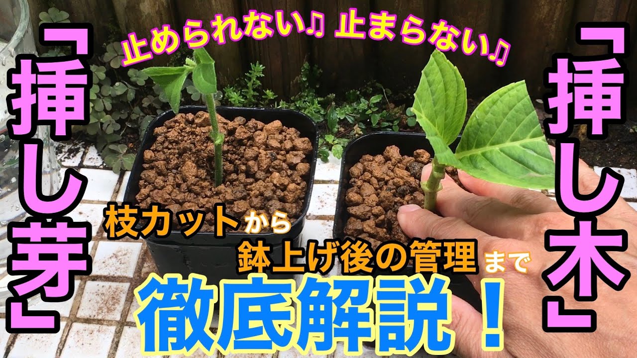 【植物の増やし方】「挿し木・挿し芽」を徹底解説 / 時期・方法・置き場所・水遣り / これまでの成功例も一挙ご紹介【ガーデニング】