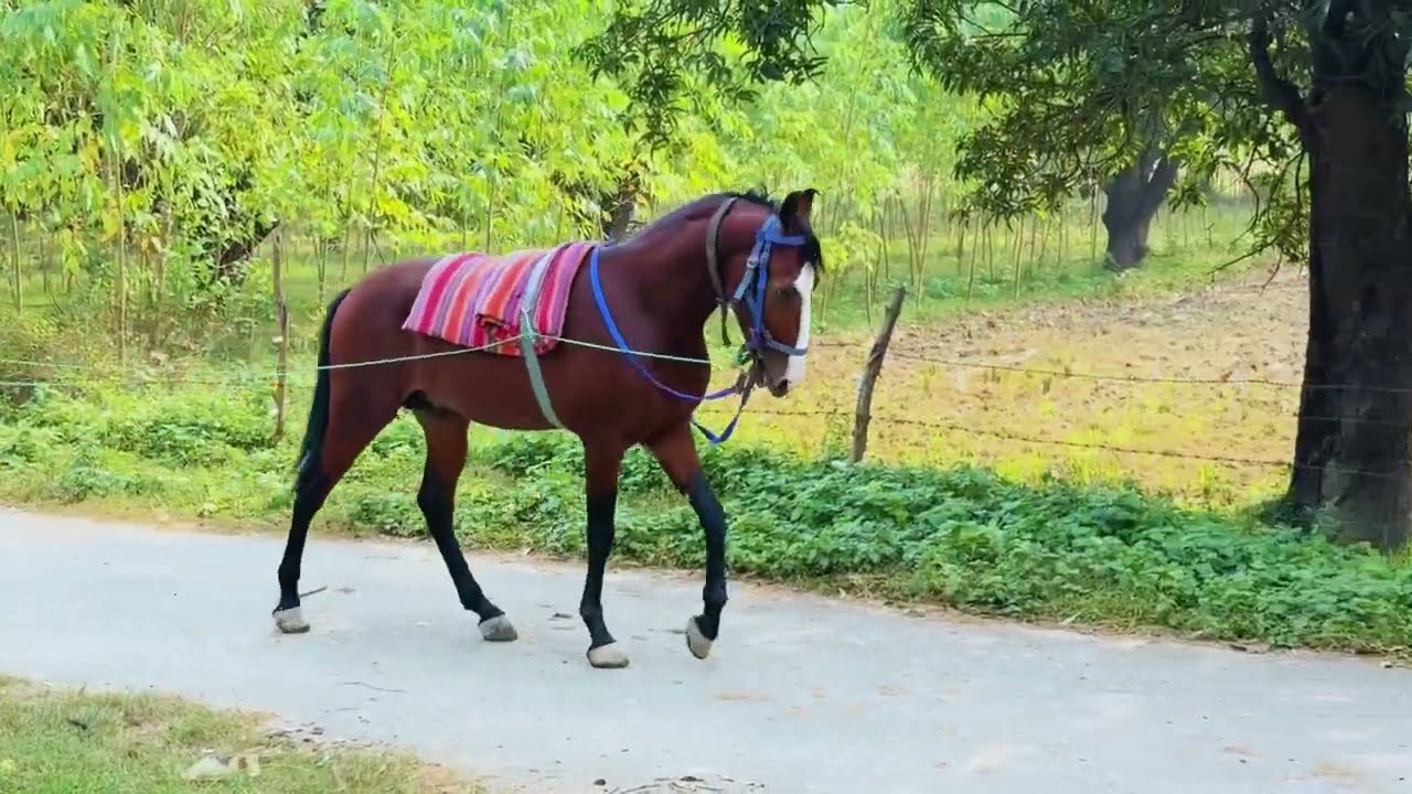 🐎 घोड़ा “ग़ाज़ी” – ट्रेनिंग का दूसरा व्लॉग 🐎 /Vlog 2nd Of Ghazi's Traning 😱