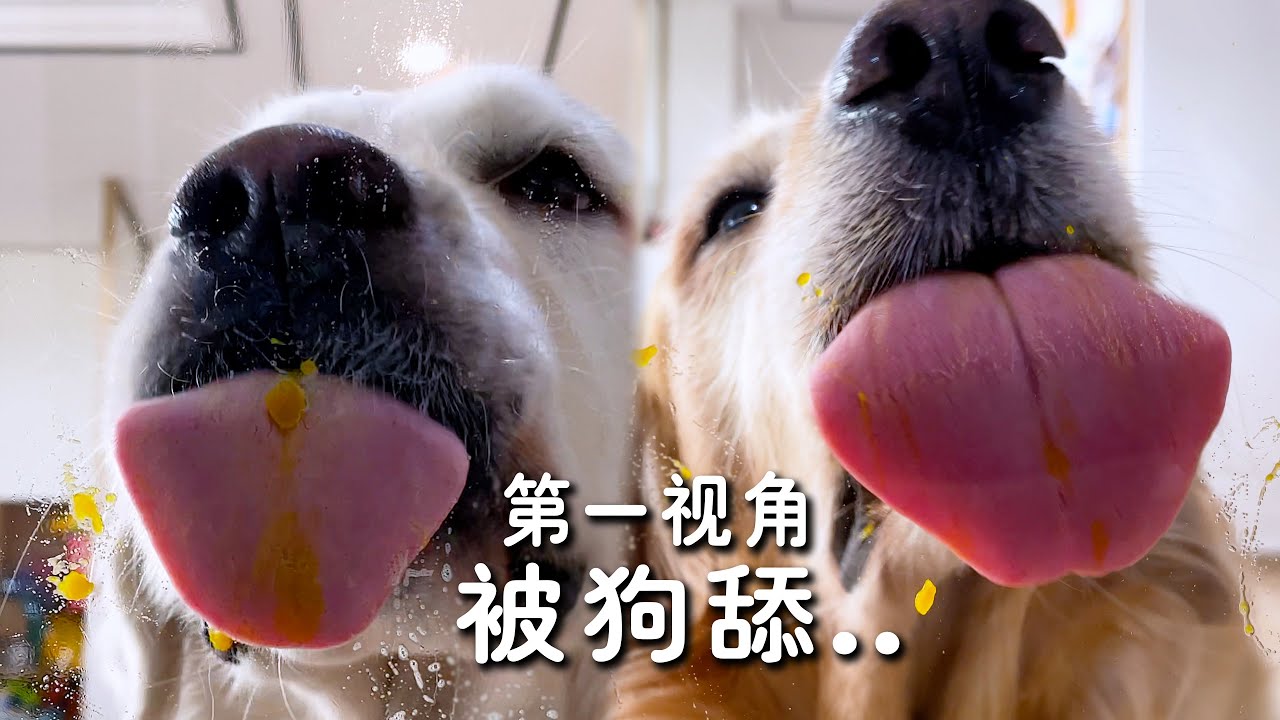 第一视角：被狗舔是什么感觉？