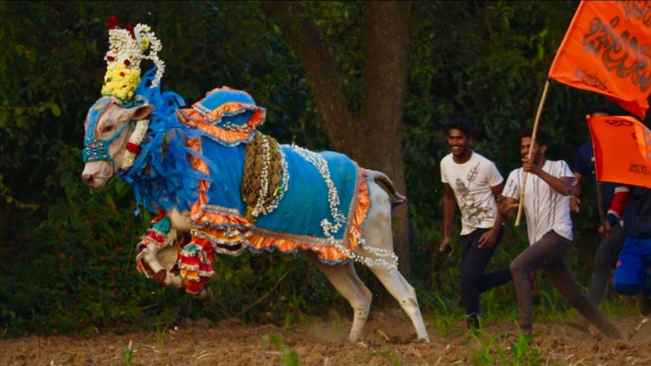 Action King Chinnatada cheluva decoration, Hallikar bull, bail pola, hori habba Jallikattu