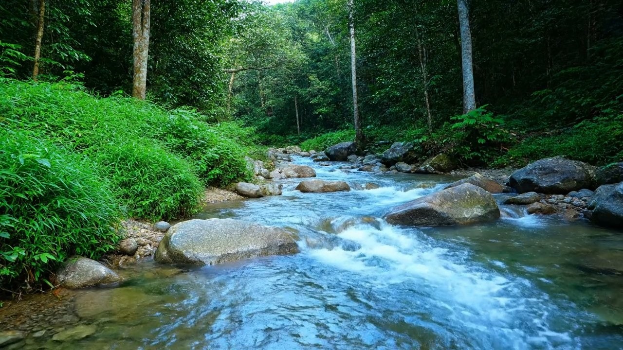 Healing Sounds – Beautiful Enchanted Water River Sound in Enchanted Forest – Relax