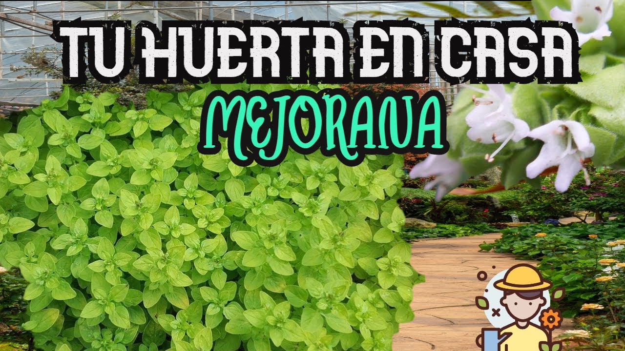 &iquest;C&oacute;mo sembrar MEJORANA? CULTIVA tu propia MEJORANA 🌿
