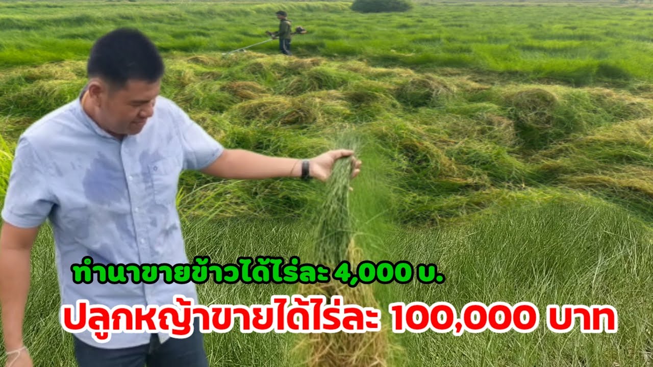 ทำนาปลูกข้าวขายได้ไร่ละ 4,000 บาท ปลูกหญ้าขายได้ไร่ละ 100,000 บาท ปลูกครั้งเดียวเกี่ยวทั้งชาติ