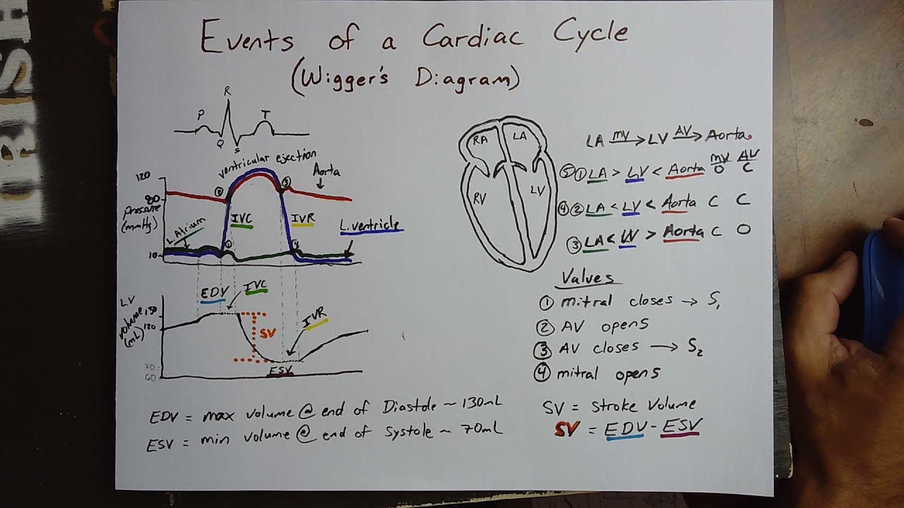 Events of the Cardiac Cycle   Wigger's diagram explained