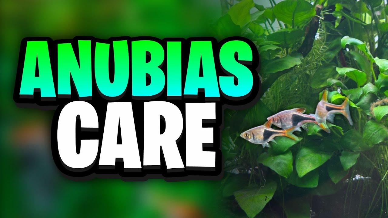 Anubias Care Guide &ndash; Everything You Need To Know For Thriving Anubias Plants!