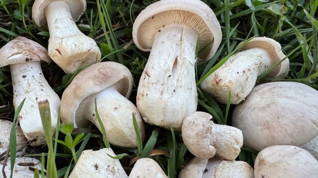 Calocybe gambosa, March 21, 2026