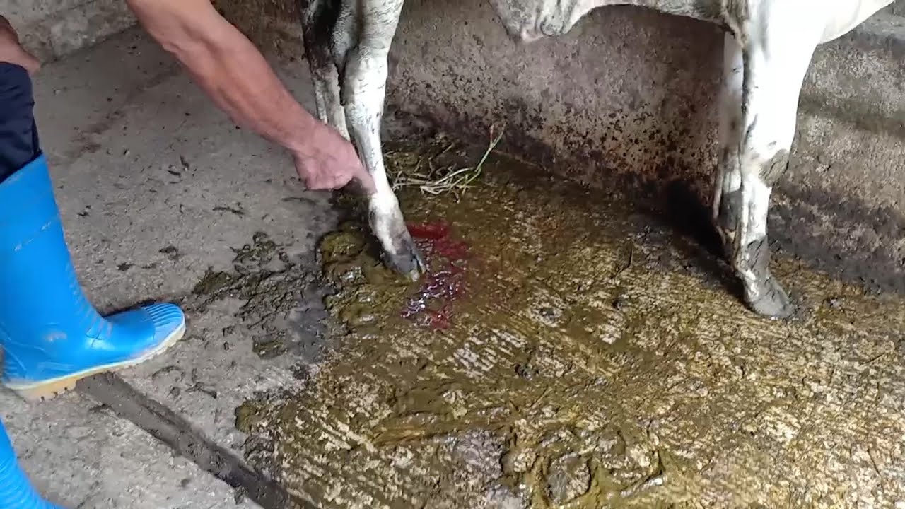 Penanganan Sapi Pedet Mencret