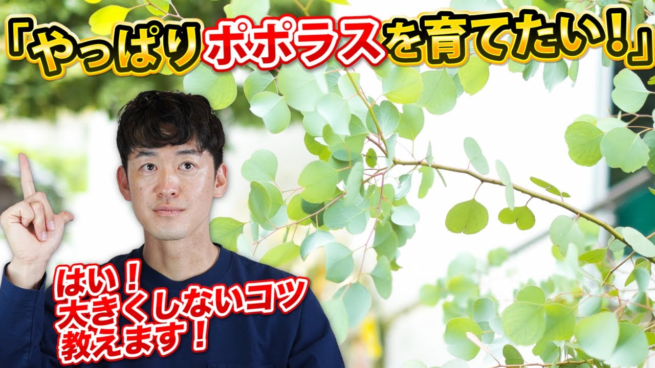 【大きくしないできれいに育てる】ポポラスの剪定の頻度、時期など、大きくしないできれいに育てる方法をお伝えします。