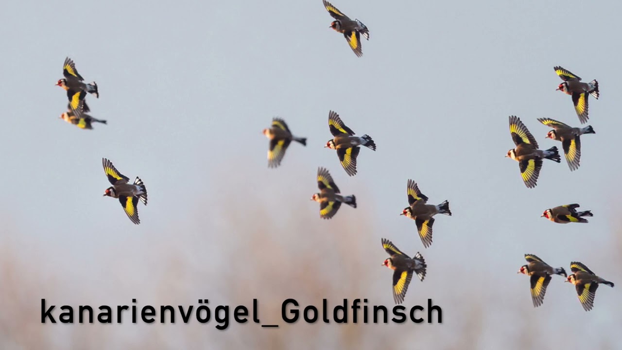 Stieglitz Weibchen Gesang, um das Männchen zu stimulieren.🔥💯