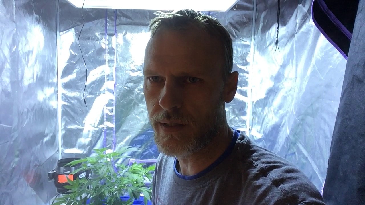 DWC Test Grow Flora Grow/Bloom vs House & Garden Week 3