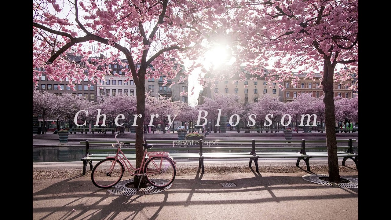 Cherry Blossom Walk 🌸 Relaxing Spring Music Playlist | Private Tape