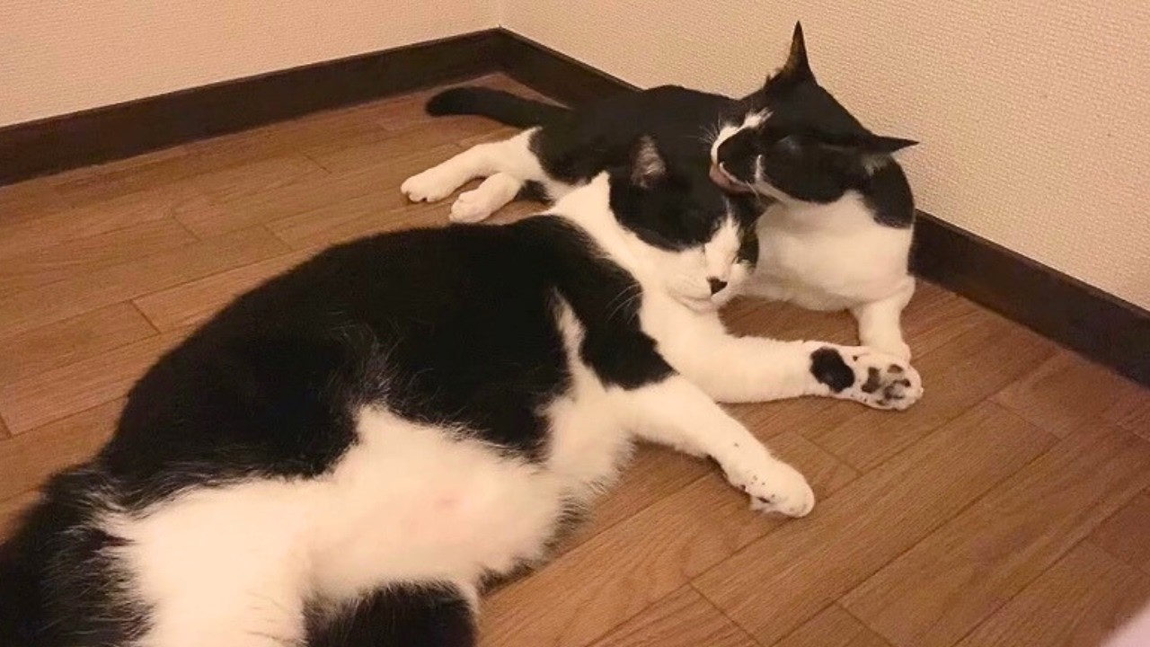 メロい時間かと思ったら…不満爆発『わーあん！！！』な兄猫