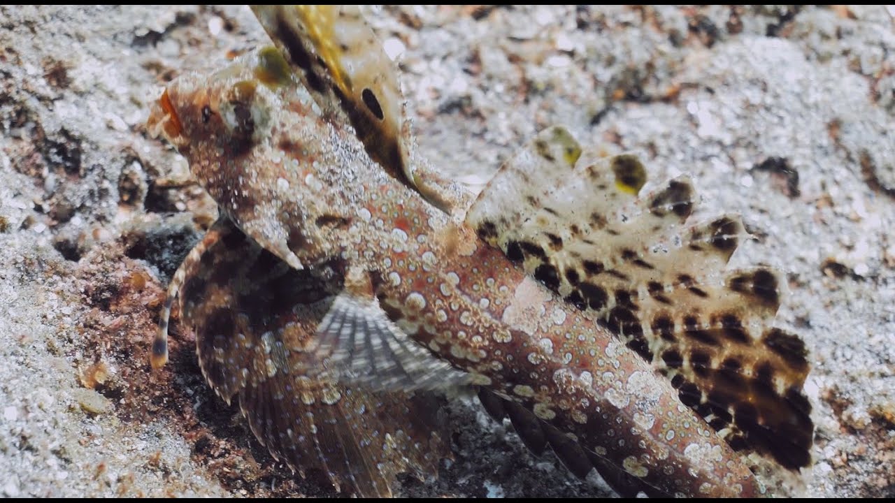 Lembeh J4