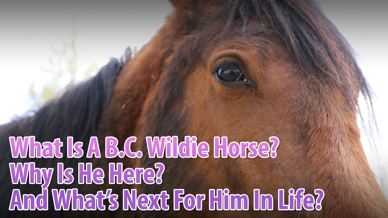 What Is A BC Wildie Horse, Why Is He Here, And What Is Next For Him