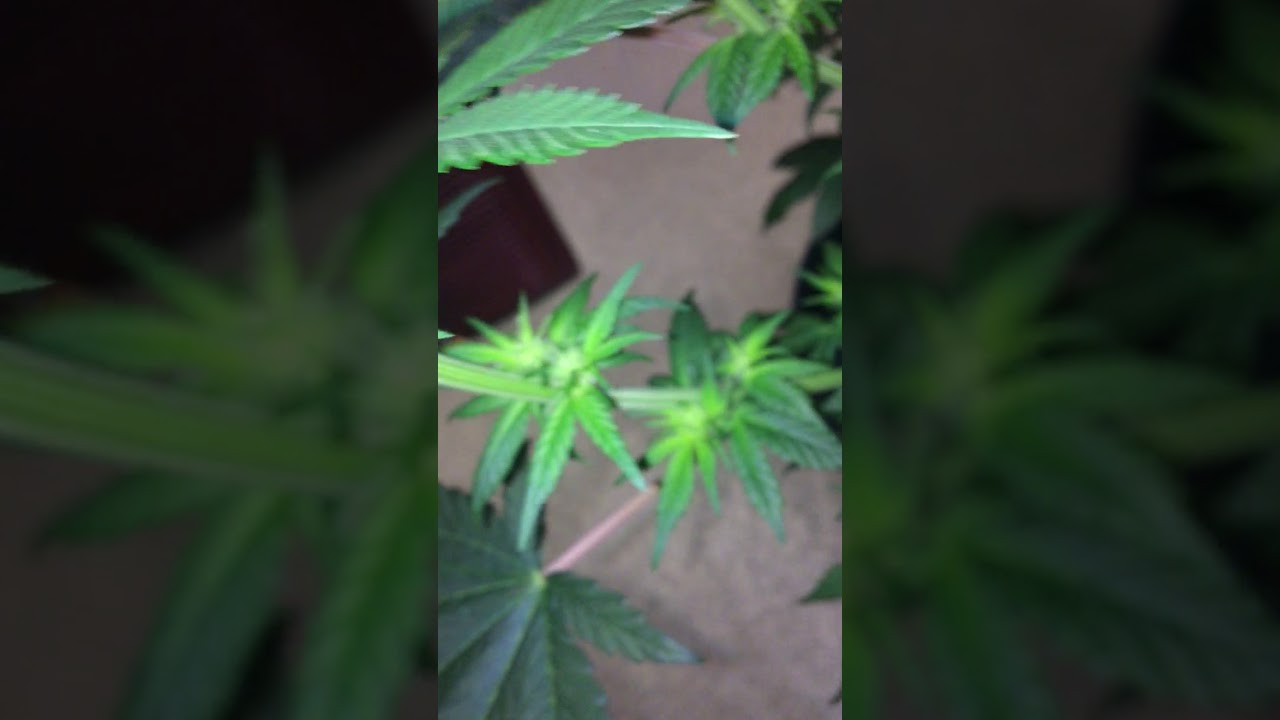 Cbd skunk haze from cbd crew