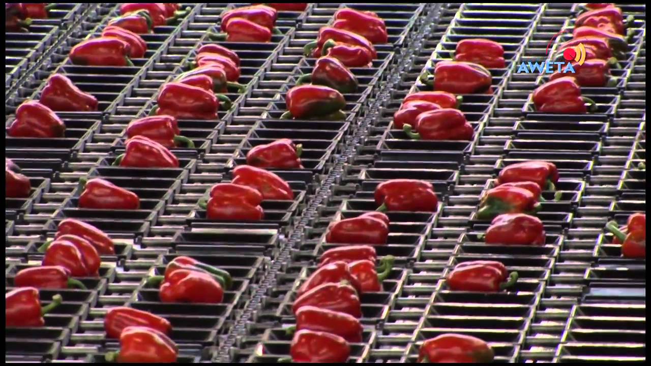 Aweta Pepper Sorting HD 720