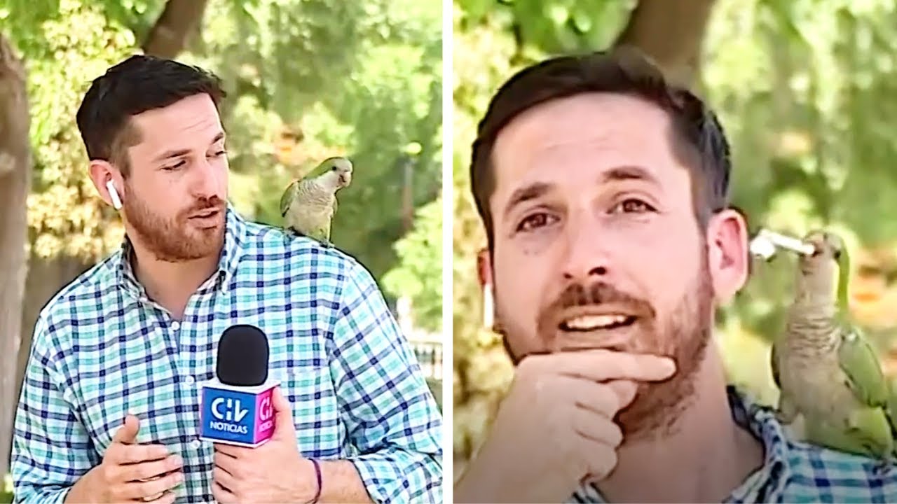 This Chilean Reporter Was Covering A Story About Thefts On Air And Then A Parrot Stole His Earphone