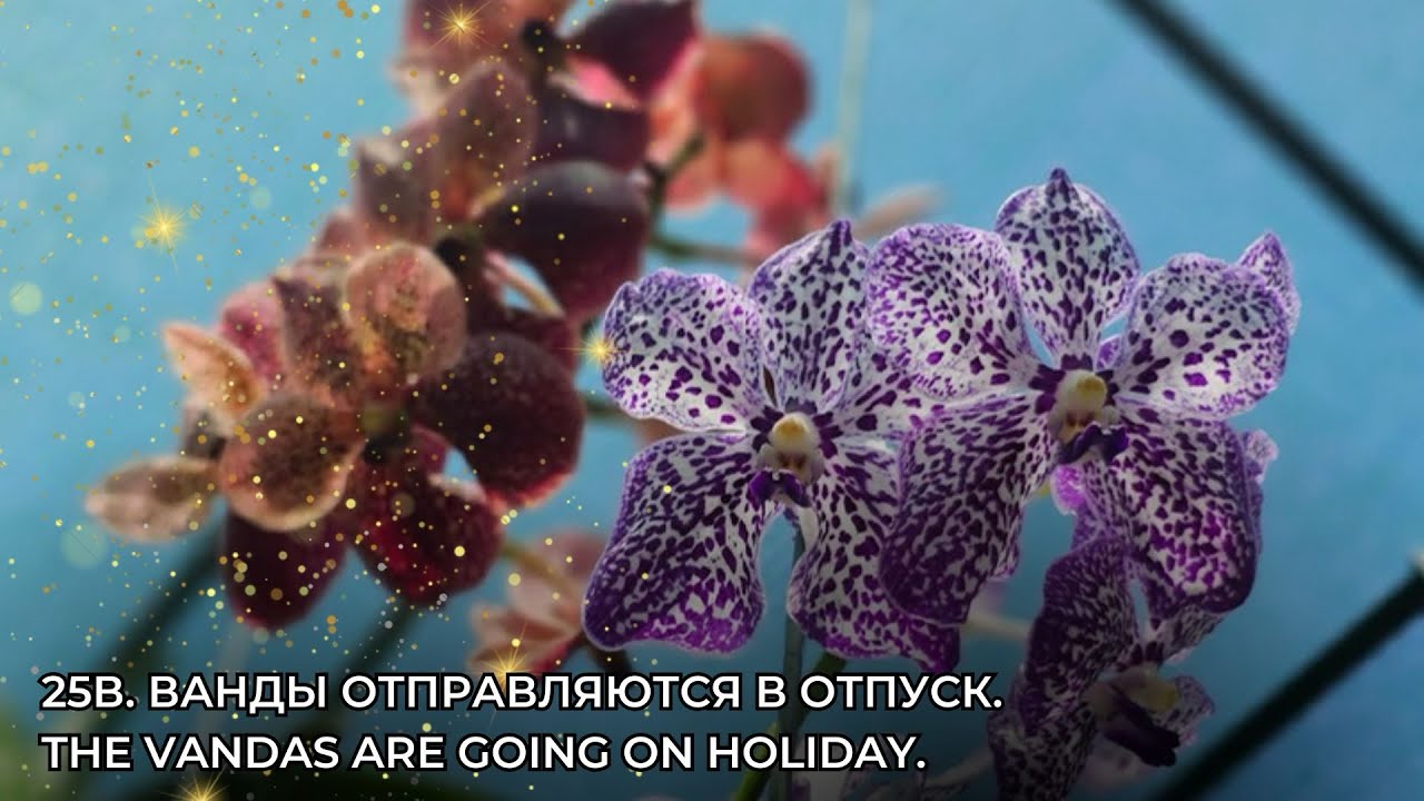 25В. Ванды отправляются в отпуск.The Vandas are going on holiday.