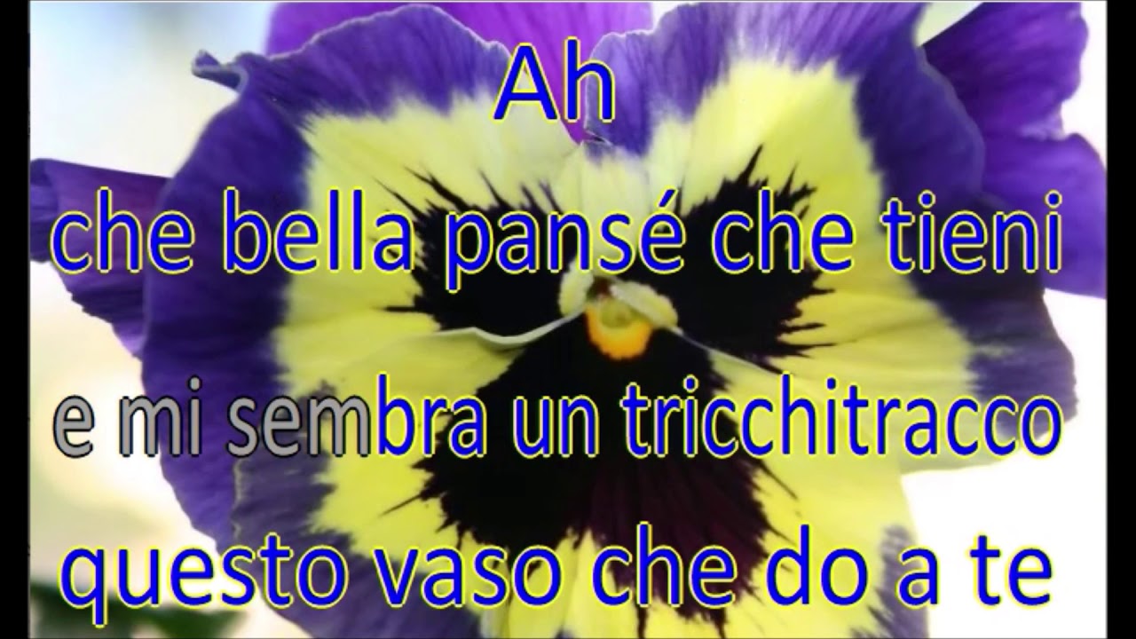 La pansé
