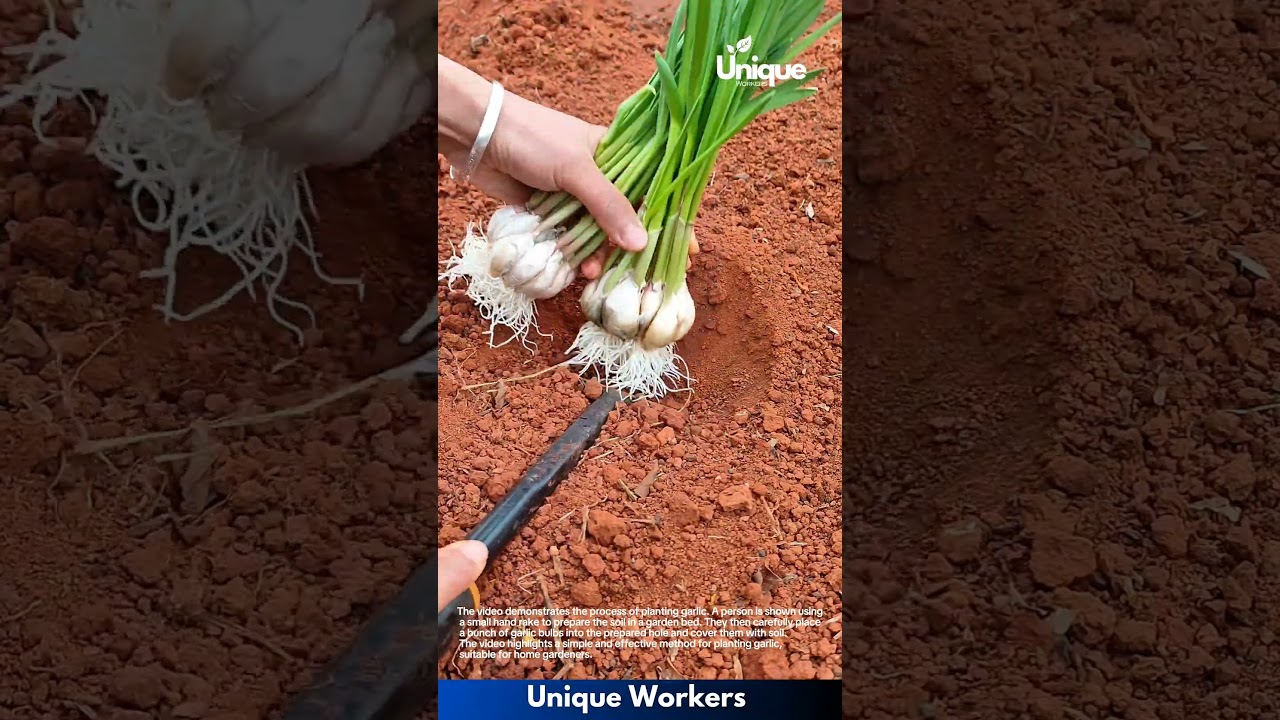 Planting Garlic: A Simple Gardening Guide