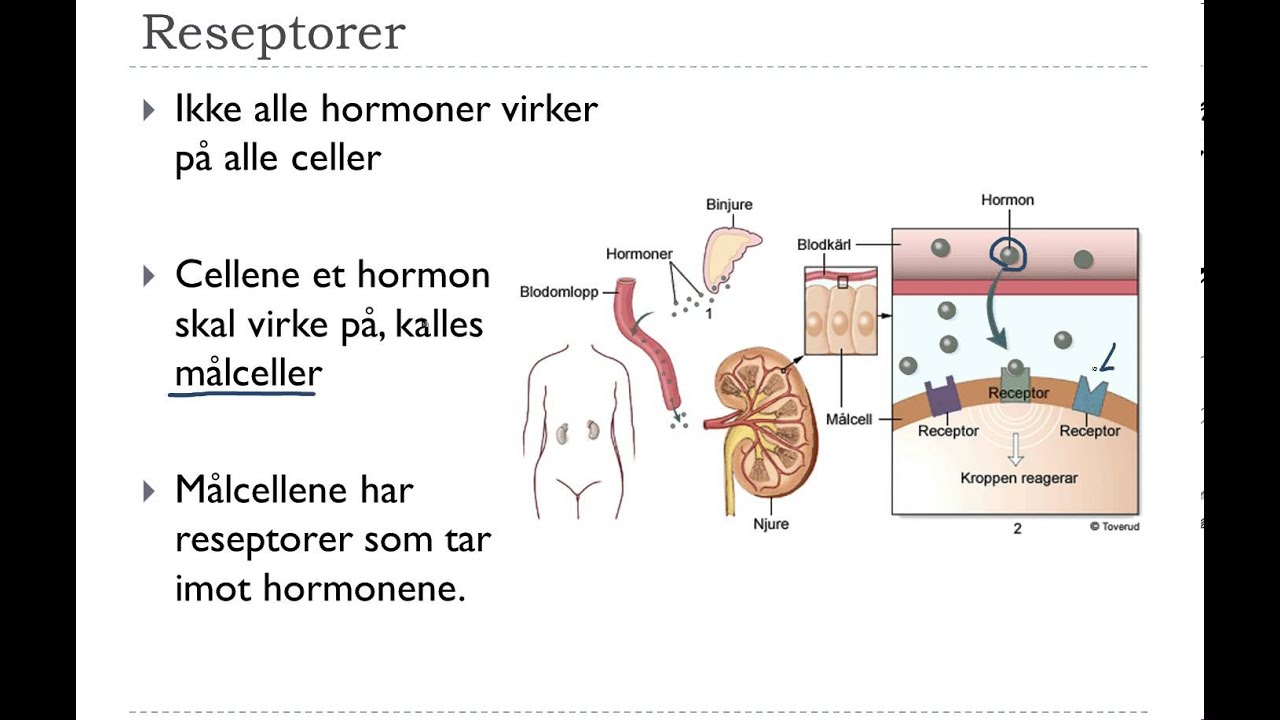 Hormonsystemet