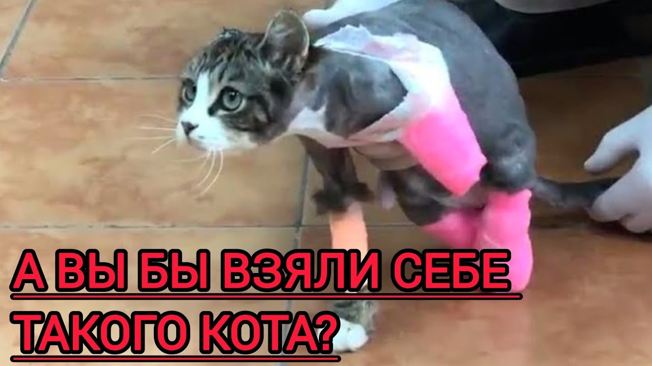Ему оставалось жить недолго #animal