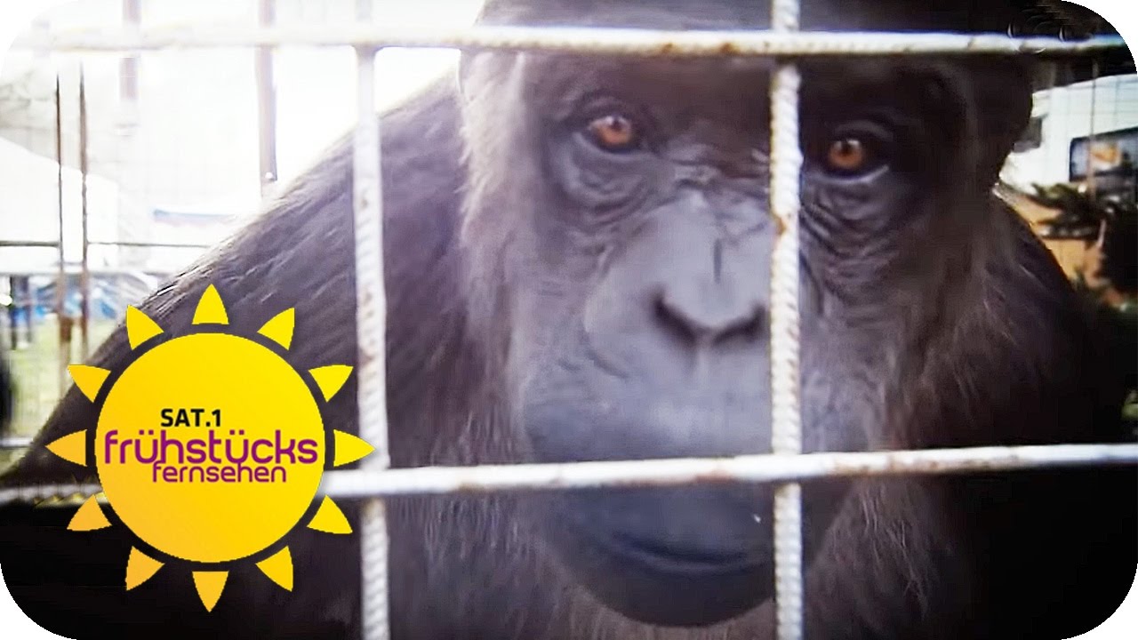 ZIRKUS ODER FREIHEIT: Affe Robby soll raus aus dem Zirkus! | SAT.1 Frühstücksfernsehen | TV