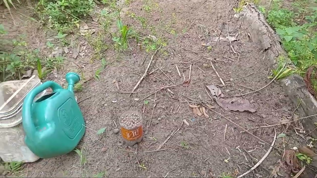 Cuidando das pimentas e tratando os peixes!