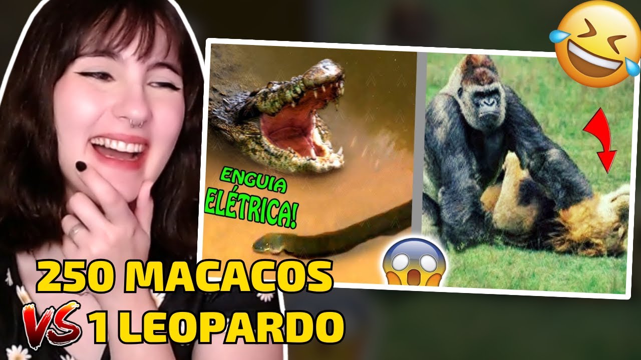 Quando os Animais Escolhem o Oponente Errado! | Cátia reage