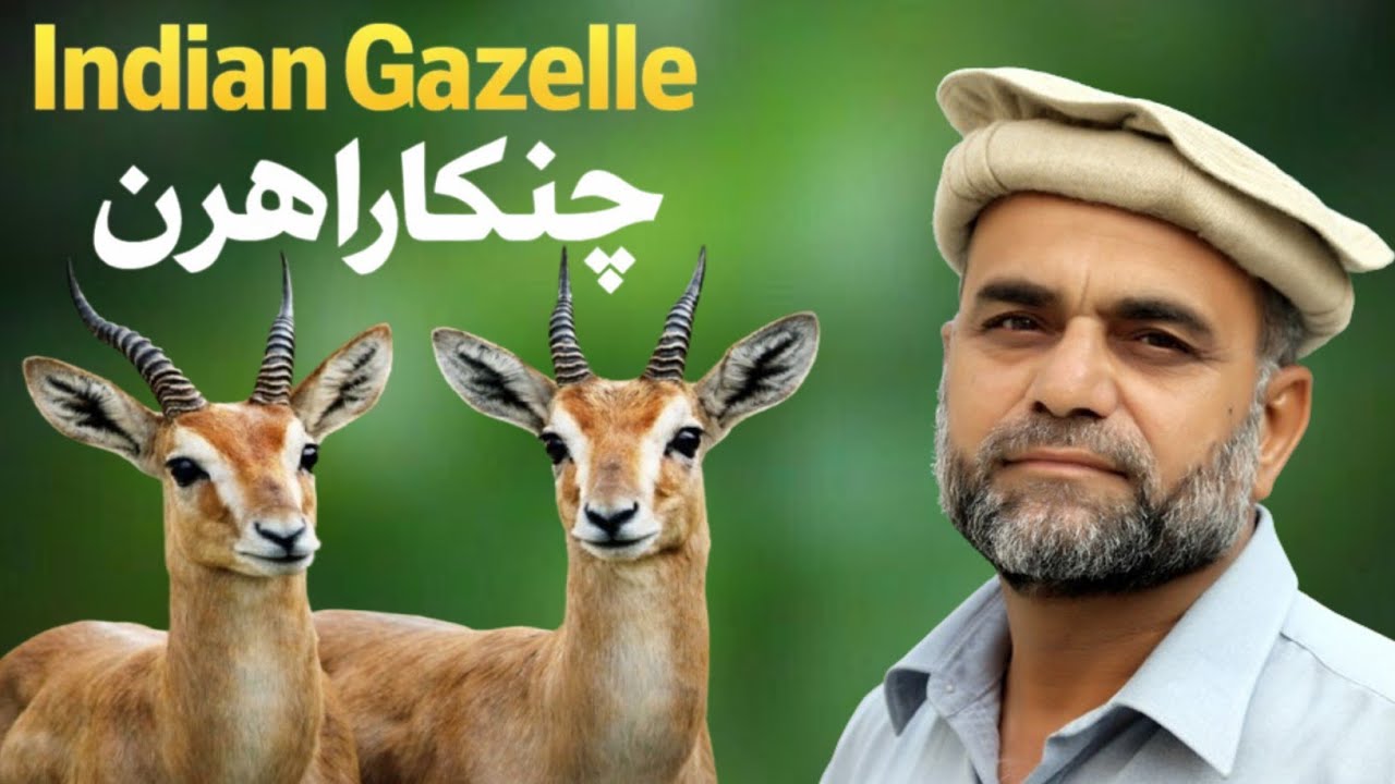 An Introduction Of Indian Gazelle | Chinkara Hiran Ko Chinkara Kyun Kehtay Hain ? | Chinkara Hiran