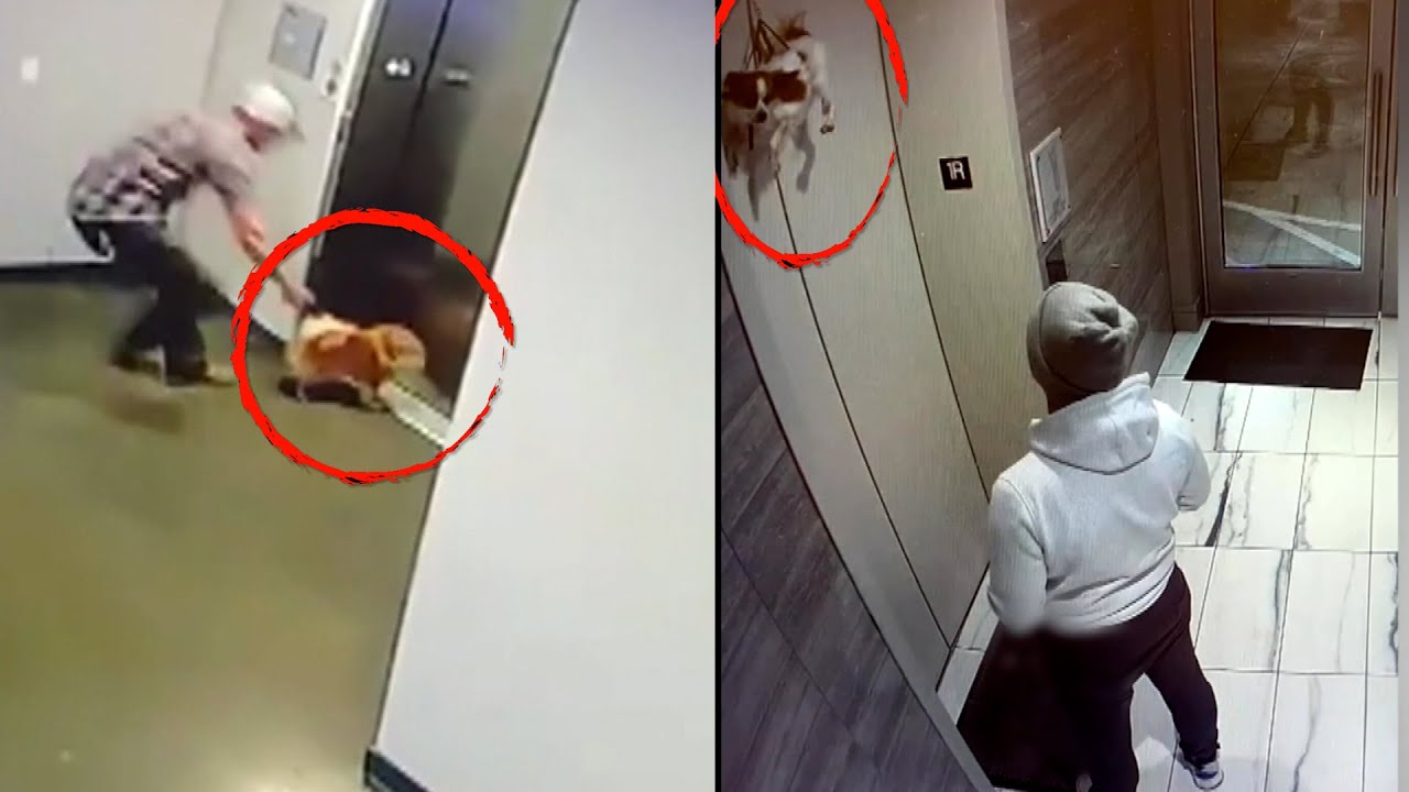 These Dogs Were Rescued From Elevators