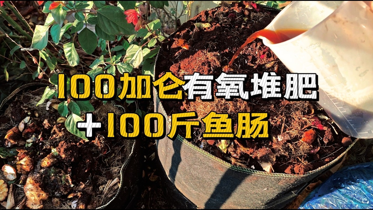 100斤鱼肠堆肥成败揭晓