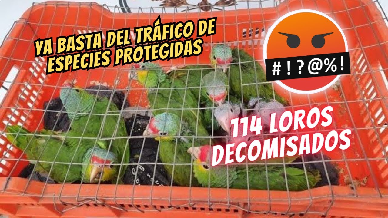 EP11 M&Eacute;XICO NO LE INTERESAN SUS ESPECIES PROTEGIDAS, si compras un loro eres COMPLICE del tr&aacute;fico 🤬